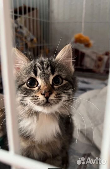 Котодеткам нужен дом