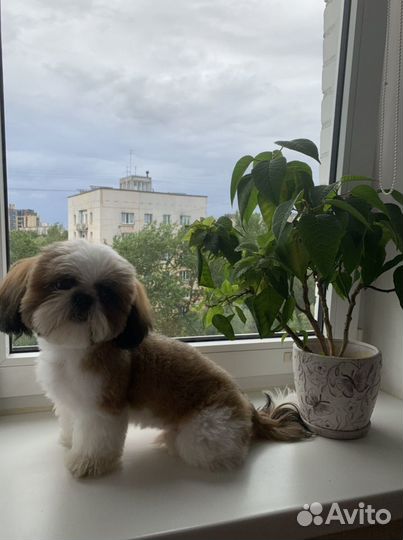 Ши-тцу вязка