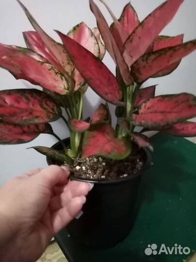 Аглаонема chery