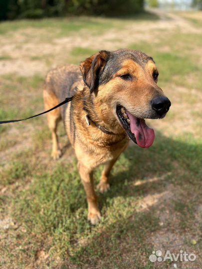 Кит, наш милый старичок