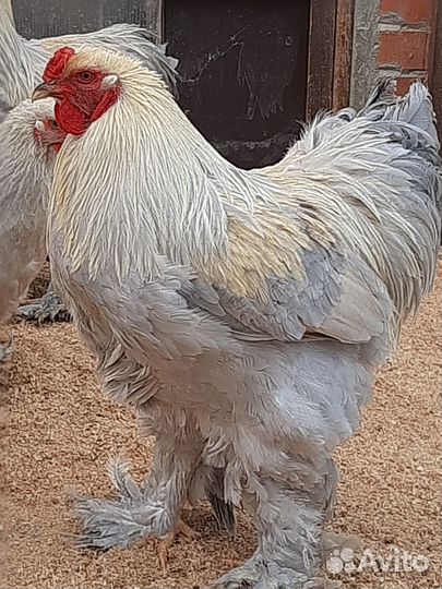 Куры брама, кохинхины, шёлковые