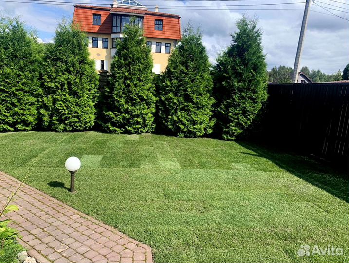 Рулонный газон 