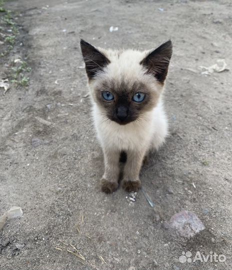Отдам котенка (девочка)