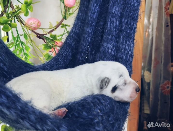 Австралийский хилер девочка шоу