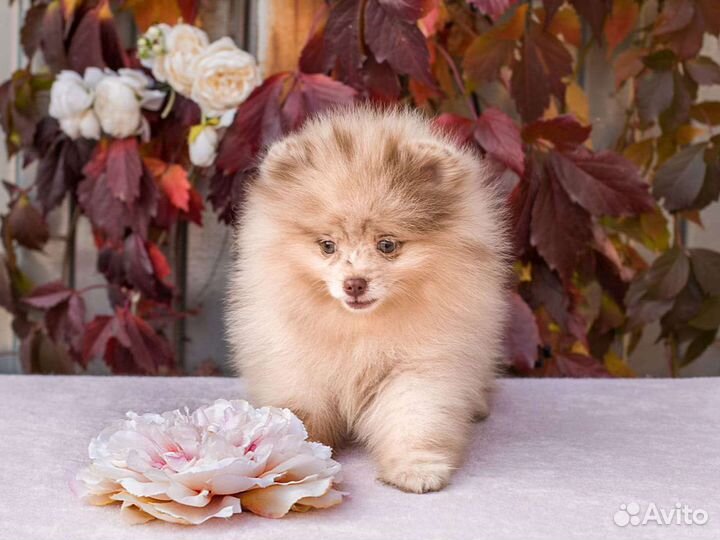 Померанский шпиц мини девочка
