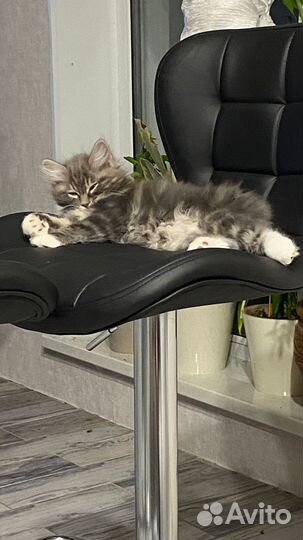Котенок курильского бобтейла