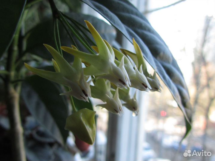 Хойя мультифлора