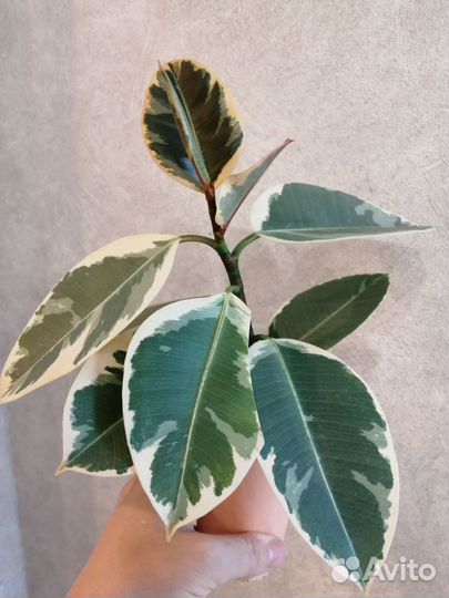 Фикус каучуконосный тинеке