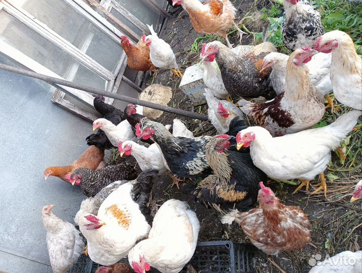 Домашние петухи