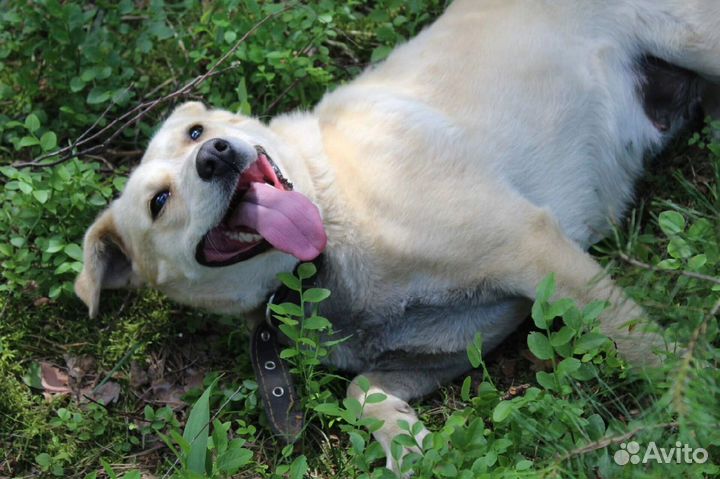 Собака - улыбка