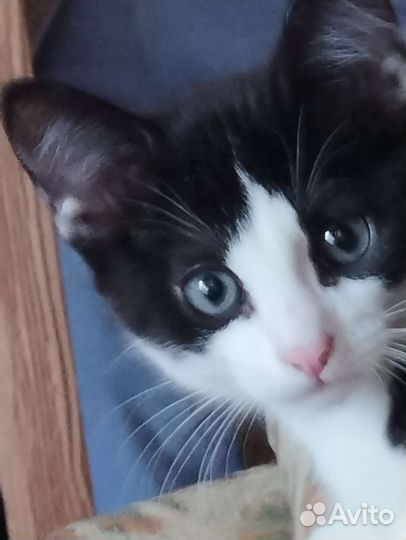 Котята 2.5 месяца