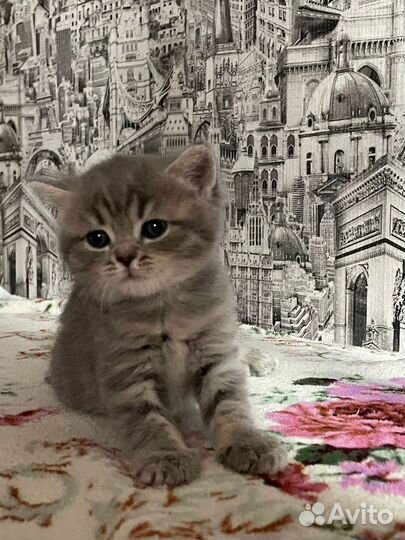 Шотландские котята