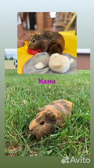 Морские свинки