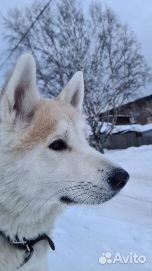 Акита ину вязка (ищем кобеля для вязки)