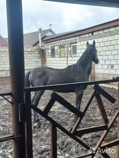 Лошадь жеребчик