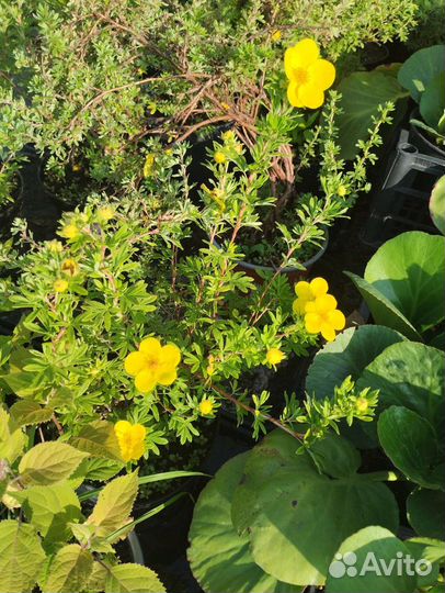 Лапчатка кустарниковая