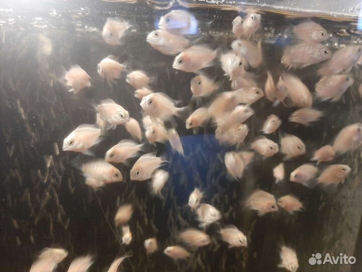 Рыбки платиновый попугай