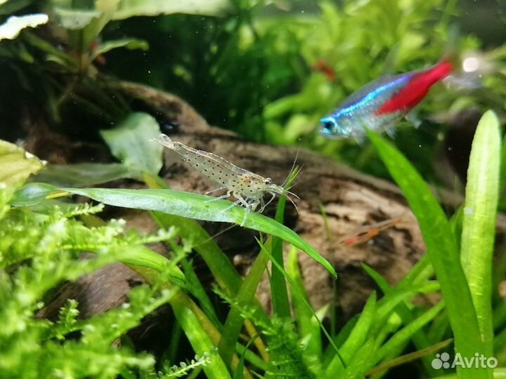 Креветки Амано. Доставка. Самовывоз