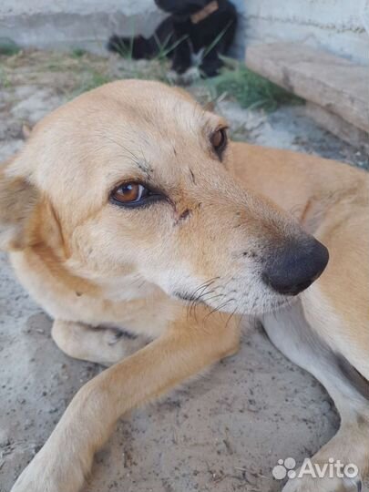 Собаки бесплатно