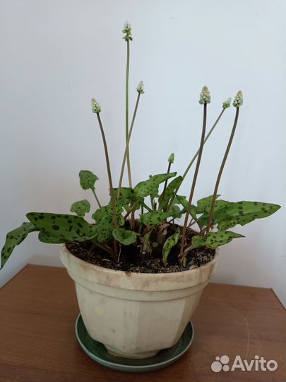 Денежное дерево(толстянка). Кактусы.Дримиопсис