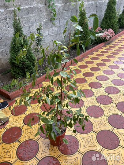 Фикус бенджамино