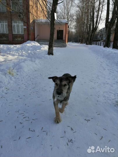 Собака в добрые руки