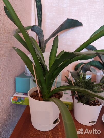 Комнатные цветы