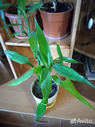 Комнатный бамбук