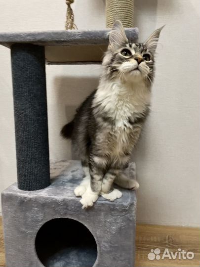Котенок мейн-кун