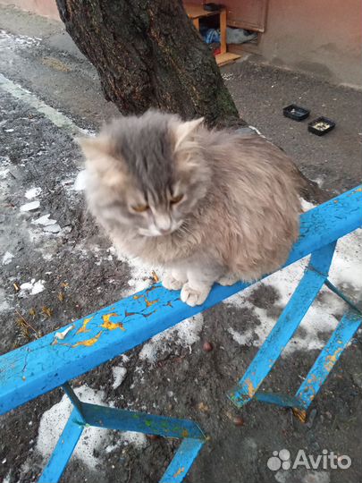 Котенок кошечка