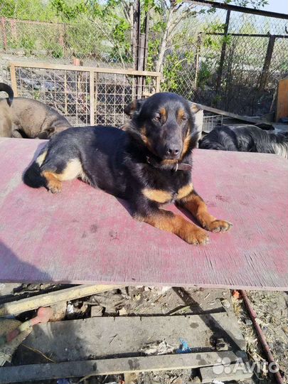 Маленькая собака коротколапик в добрые руки