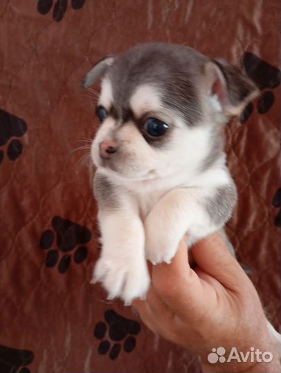 Уникальный окрас - маленький хаски-чихуахуа