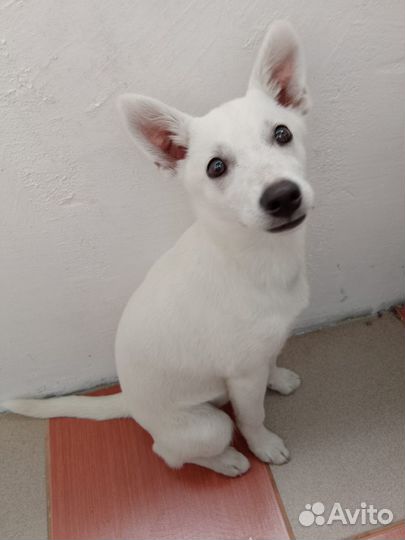 Щенок бесплатно