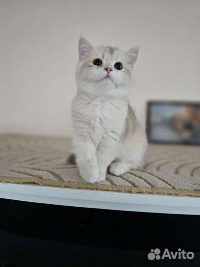Золото для Вас