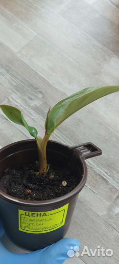 Филодендрон