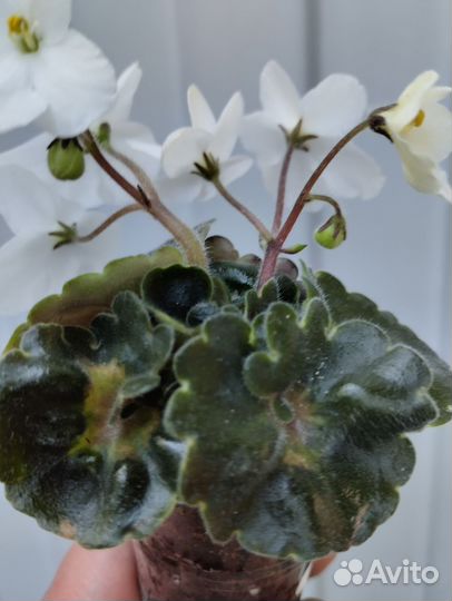 Фиалка рс-Сорванец