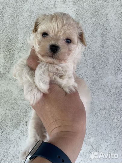 Мальтипу F1 девочка и пекапу ф2 мальчик