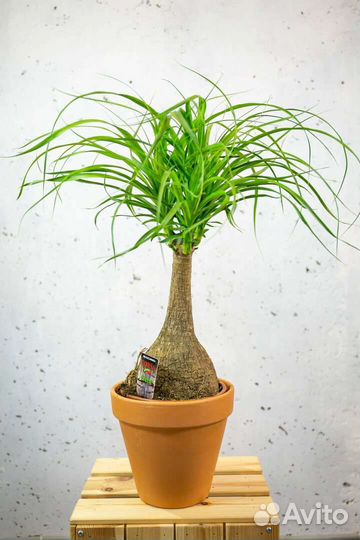 Бокарнея нолина, бутылочное дерево