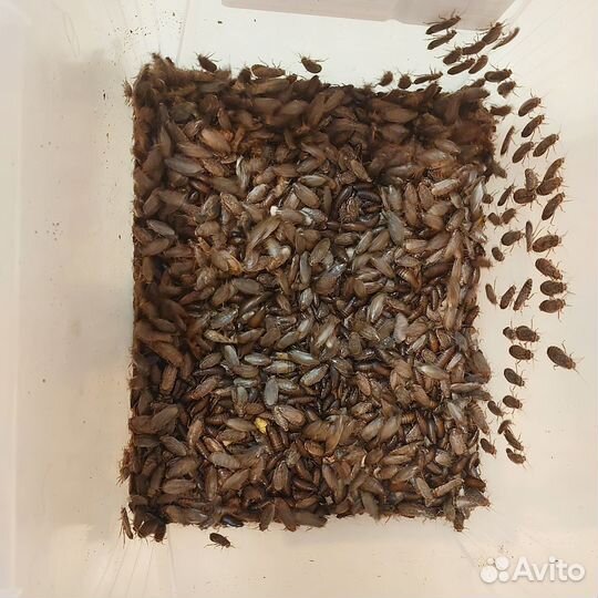 Таракан мраморный