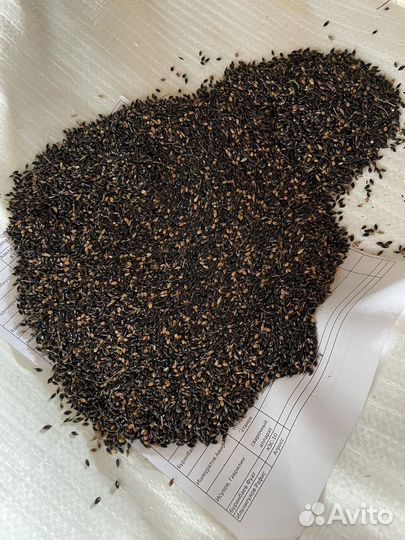 Семена суданской травы