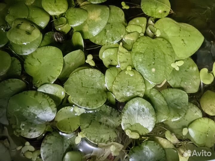 Водоросли для аквариума