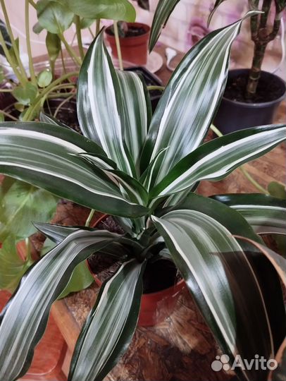 Комнатные цветы