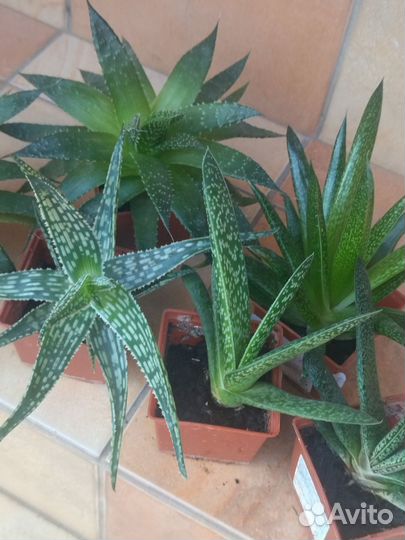 Алоэ сортовые