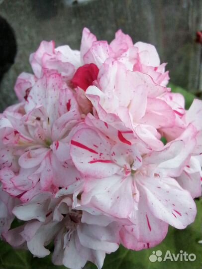 Пеларгонии сортовые