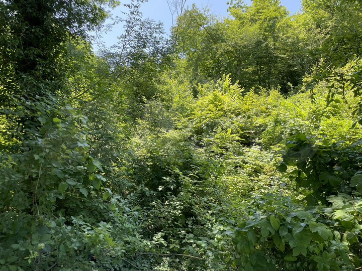 Участок 50 сот. (СНТ, ДНП)