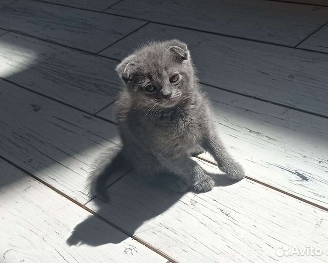 Вислоухий мальчик