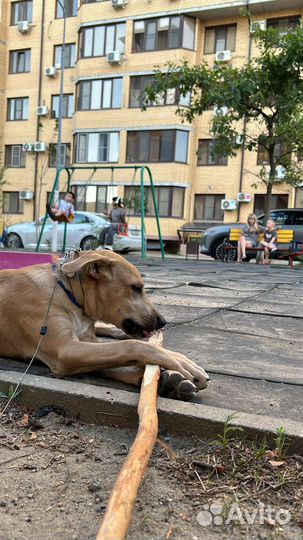 Щенок бесплатно