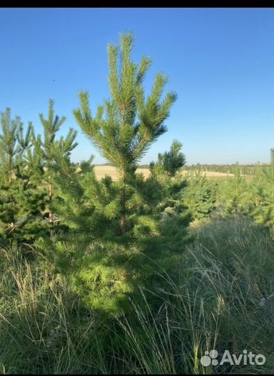 Продажа хвойных и лиственных растений