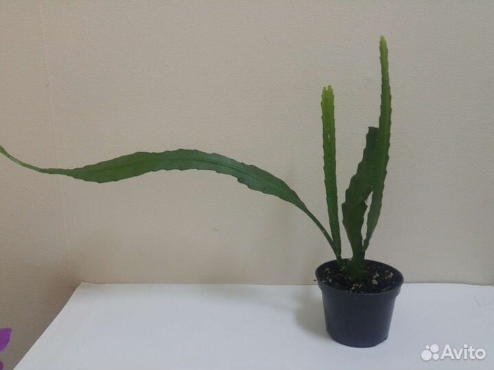 Комнатные цветы. Эпифиллум