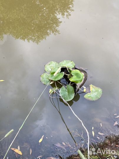 Нимфеи кувшинки